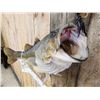 Image 4 : Big FAT 22" Largemouth Bass Real Skin Fish Taxidermy