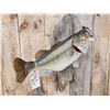 Image 5 : Big FAT 22" Largemouth Bass Real Skin Fish Taxidermy