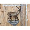 Image 1 : Extra Nice Alpine Ibex Full Body Taxidermy Mount