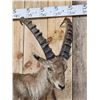 Image 2 : Extra Nice Alpine Ibex Full Body Taxidermy Mount