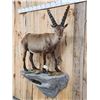 Image 3 : Extra Nice Alpine Ibex Full Body Taxidermy Mount