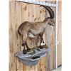 Image 4 : Extra Nice Alpine Ibex Full Body Taxidermy Mount
