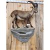 Image 5 : Extra Nice Alpine Ibex Full Body Taxidermy Mount