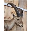 Image 6 : Extra Nice Alpine Ibex Full Body Taxidermy Mount