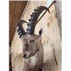 Image 7 : Extra Nice Alpine Ibex Full Body Taxidermy Mount
