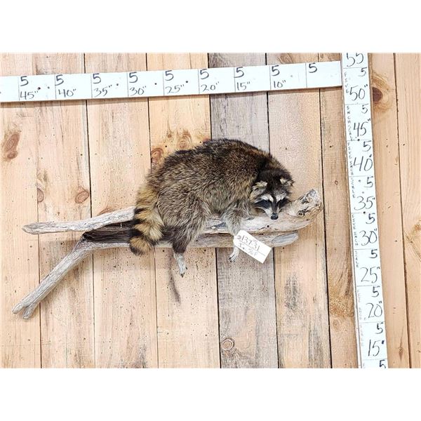 Raccoon Relaxing On A Limb Taxidermy