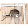 Image 1 : Raccoon Relaxing On A Limb Taxidermy