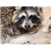 Image 3 : Raccoon Relaxing On A Limb Taxidermy