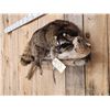 Image 4 : Raccoon Relaxing On A Limb Taxidermy