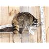 Image 5 : Raccoon Relaxing On A Limb Taxidermy