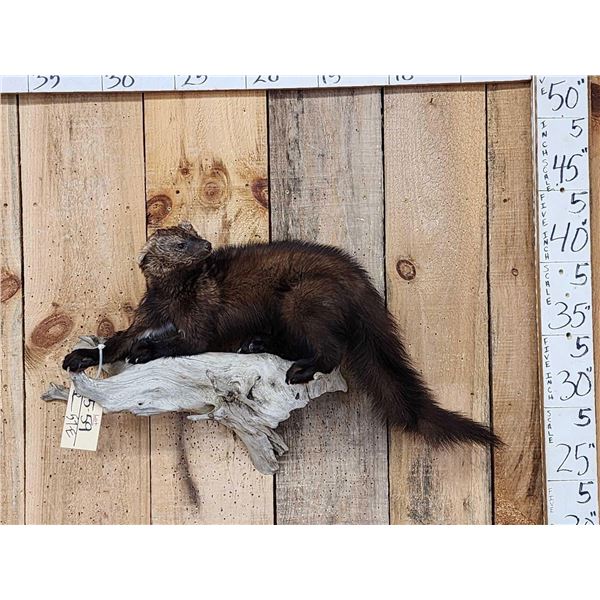 Fisher Cat Full Body Taxidermy Mount