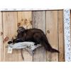Image 1 : Fisher Cat Full Body Taxidermy Mount
