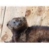 Image 2 : Fisher Cat Full Body Taxidermy Mount