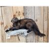 Image 3 : Fisher Cat Full Body Taxidermy Mount