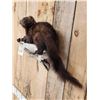 Image 5 : Fisher Cat Full Body Taxidermy Mount