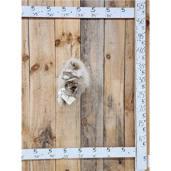 Albino Raccoon Relaxing On A Limb Full Body Taxidermy Mount