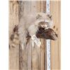 Image 2 : Albino Raccoon Relaxing On A Limb Full Body Taxidermy Mount