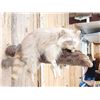 Image 3 : Albino Raccoon Relaxing On A Limb Full Body Taxidermy Mount