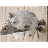 Image 4 : Albino Raccoon Relaxing On A Limb Full Body Taxidermy Mount