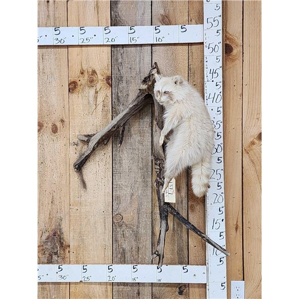 Albino Raccoon Full Body Taxidermy Mount