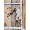 Image 1 : Albino Raccoon Full Body Taxidermy Mount