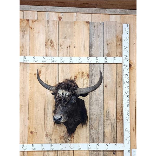 Yak Shoulder Mount Taxidermy