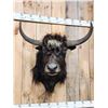 Image 2 : Yak Shoulder Mount Taxidermy