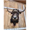 Image 3 : Yak Shoulder Mount Taxidermy