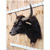 Image 4 : Yak Shoulder Mount Taxidermy