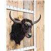 Image 5 : Yak Shoulder Mount Taxidermy