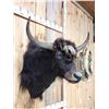 Image 6 : Yak Shoulder Mount Taxidermy