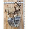 Image 1 : Ibex Full Body Taxidermy Mount