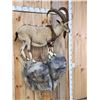 Image 2 : Ibex Full Body Taxidermy Mount
