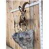 Image 3 : Ibex Full Body Taxidermy Mount
