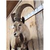 Image 4 : Ibex Full Body Taxidermy Mount