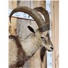 Image 5 : Ibex Full Body Taxidermy Mount