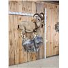 Image 6 : Ibex Full Body Taxidermy Mount
