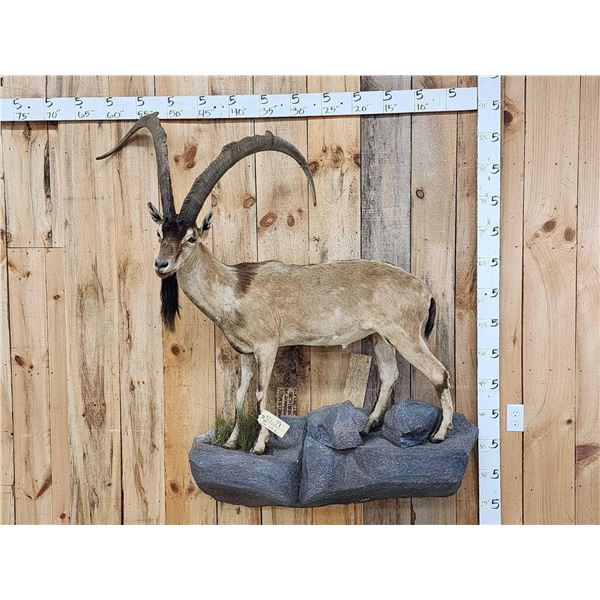 Spectacular Persian Ibex Full Body Taxidermy Mount