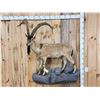 Image 1 : Spectacular Persian Ibex Full Body Taxidermy Mount