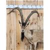 Image 2 : Spectacular Persian Ibex Full Body Taxidermy Mount