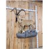 Image 3 : Spectacular Persian Ibex Full Body Taxidermy Mount
