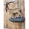 Image 4 : Spectacular Persian Ibex Full Body Taxidermy Mount