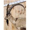 Image 5 : Spectacular Persian Ibex Full Body Taxidermy Mount