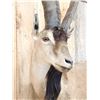 Image 7 : Spectacular Persian Ibex Full Body Taxidermy Mount