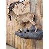 Image 9 : Spectacular Persian Ibex Full Body Taxidermy Mount