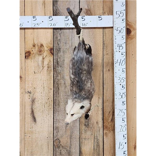 Opossum Hanging By It's Tail Taxidermy