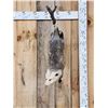 Image 1 : Opossum Hanging By It's Tail Taxidermy