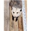 Image 2 : Opossum Hanging By It's Tail Taxidermy