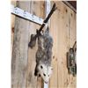 Image 3 : Opossum Hanging By It's Tail Taxidermy