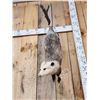 Image 4 : Opossum Hanging By It's Tail Taxidermy